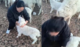 羊圈吃瓜爆料图片大全集,揭秘娱乐圈幕后真相图片大全集